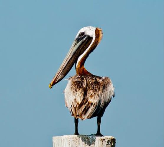 电话轰炸机官网