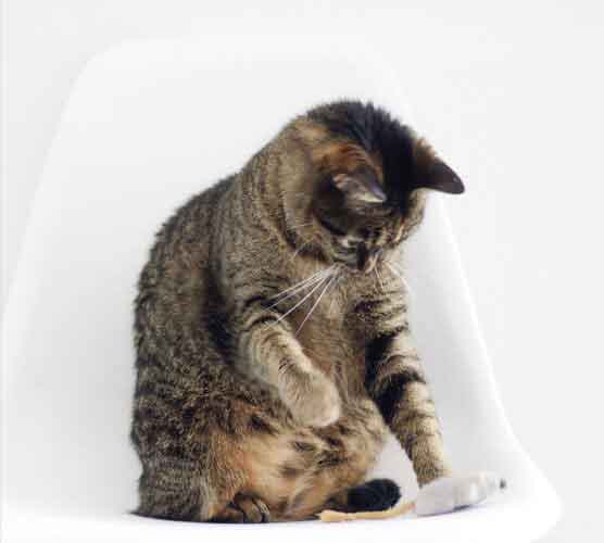 官方认证可信的超强短信测压